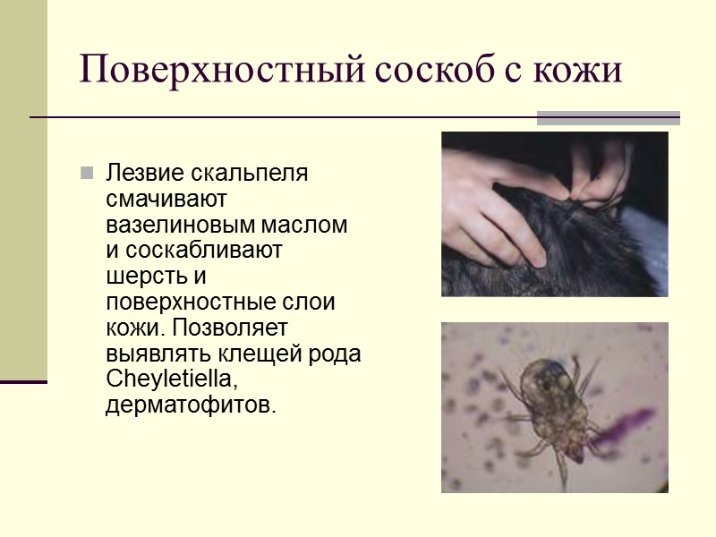 Поверхностный соскоб с кожи  Лезвие скальпеля смачивают вазелиновым маслом и соскабливают шерсть и